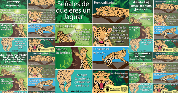 Señales que eres un Jaguar